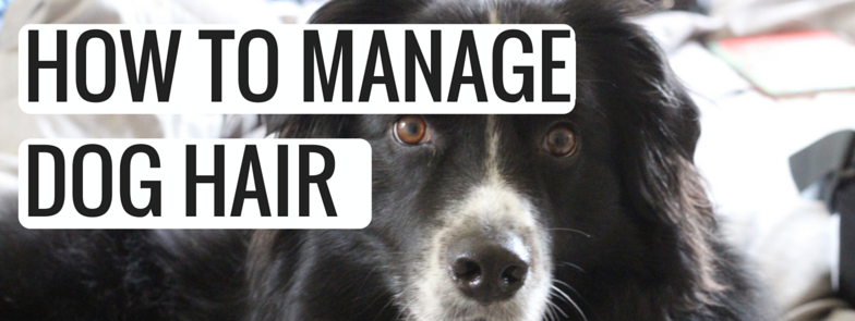 how to manage dog hair