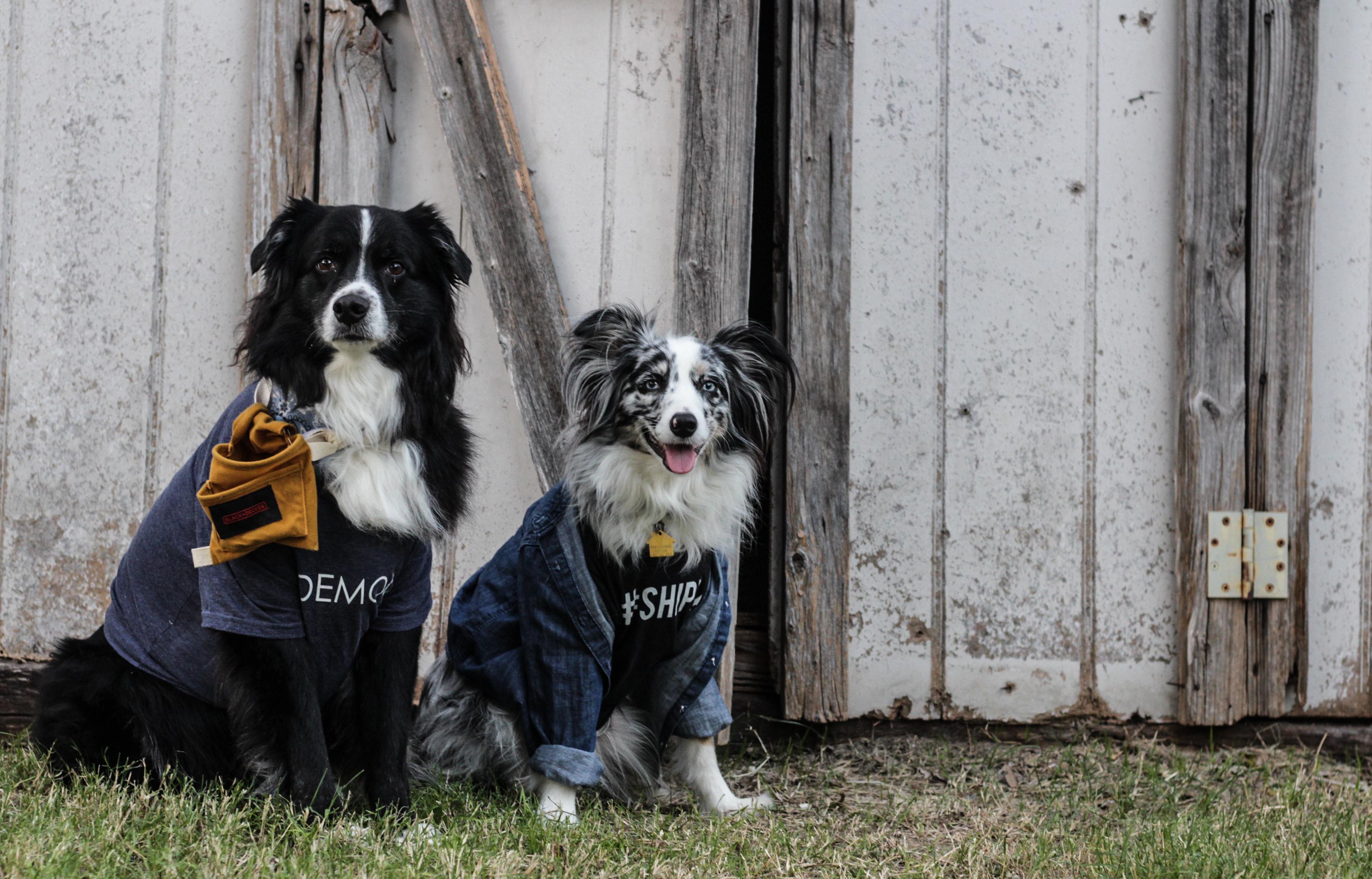 Chip and Joanna Gaines costume for dogs