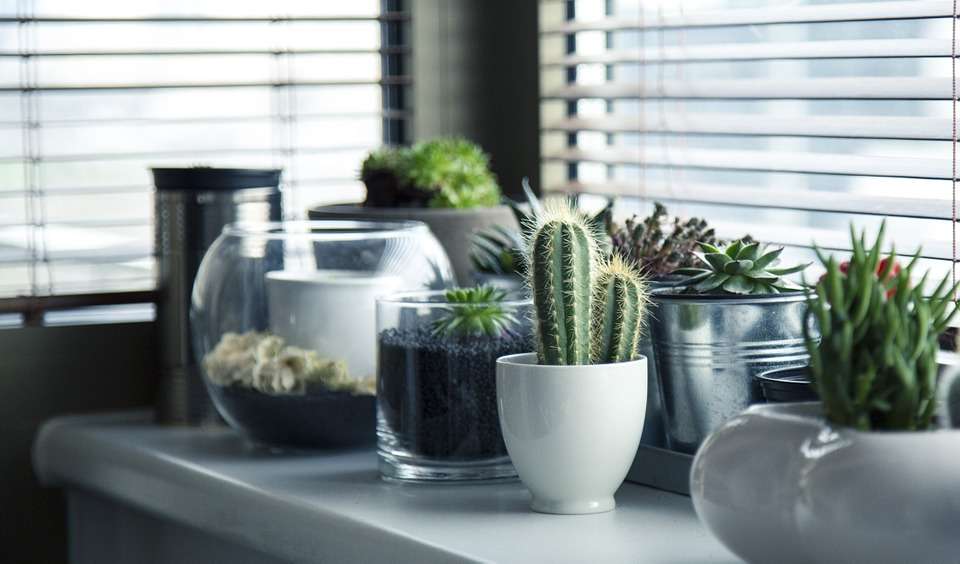 Fake plants you need to buy if you can't keep anything green alive
