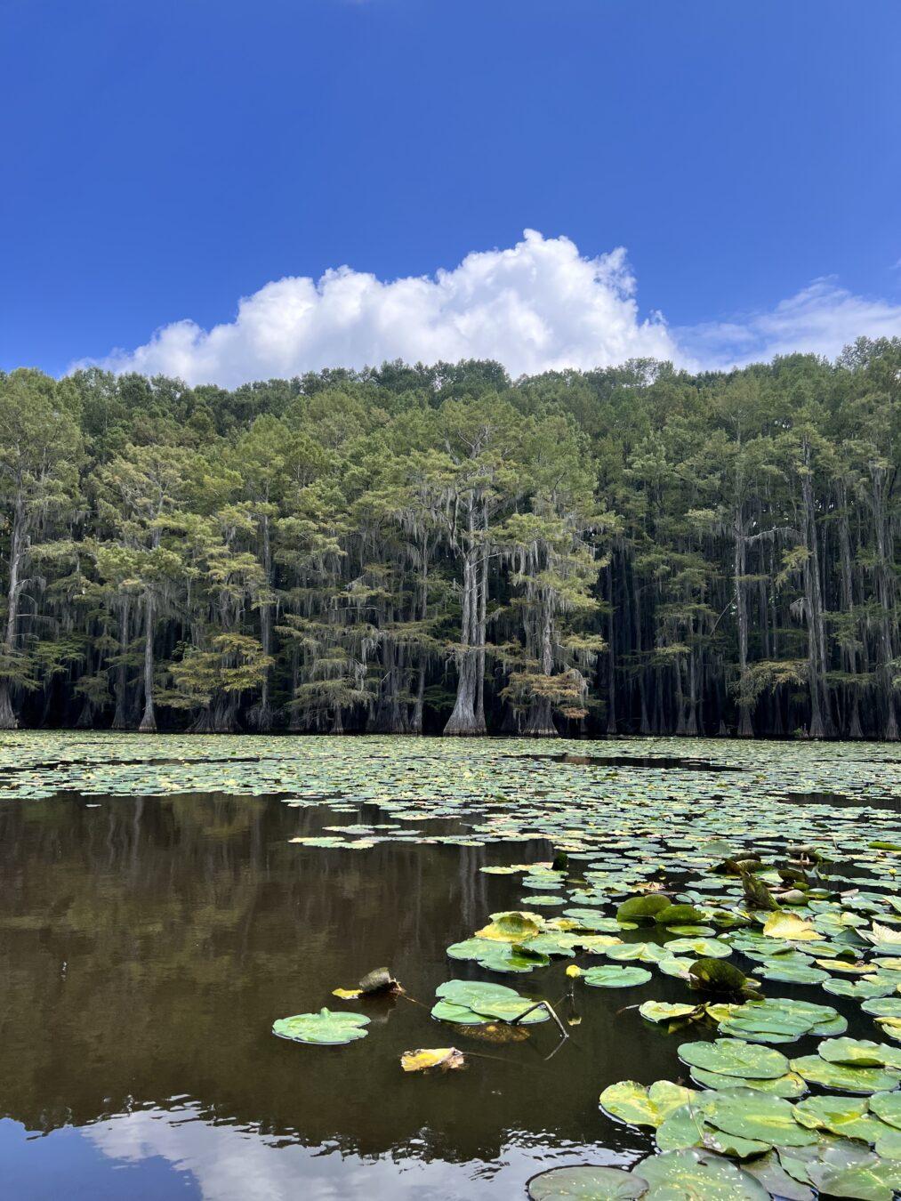 Lily pads and cypress trees at Caddo Lake State Park