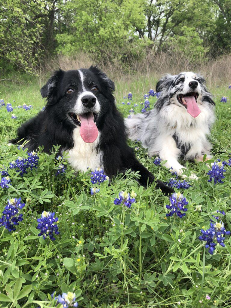dogs in bluebonnets in texas
